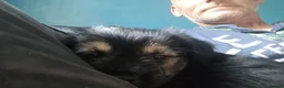 Mixed Breed dogs for sale: Puppy puppie for sale half frencie and yorkiepoo  - Advert 3