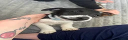 Patterdale Terrier dogs for sale: Puppy’s  in Walsall - Advert 8