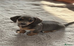 Miniature Dachshund dogs for sale: minature dachshund puppies available  - Image 3