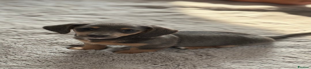 Miniature Dachshund Puppy 2