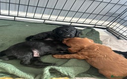 Mixed Breed dogs for sale: Cavalier-poo  - Image 2