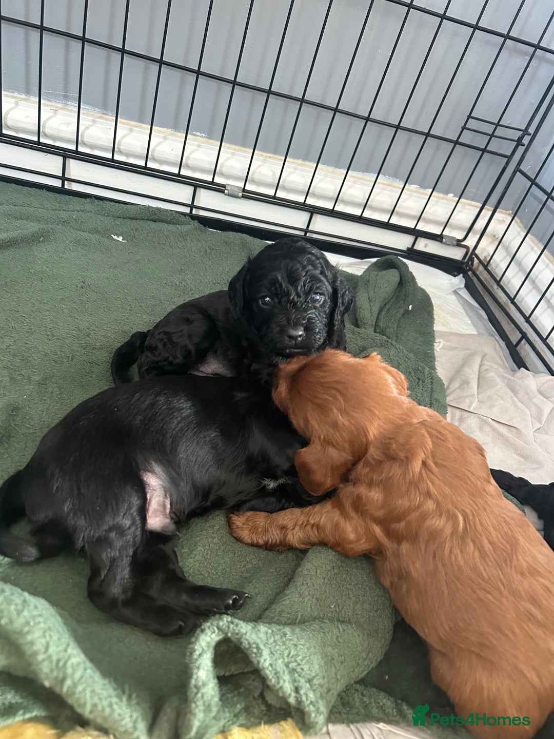 Mixed Breed dogs for sale: Cavalier-poo  - Image 2