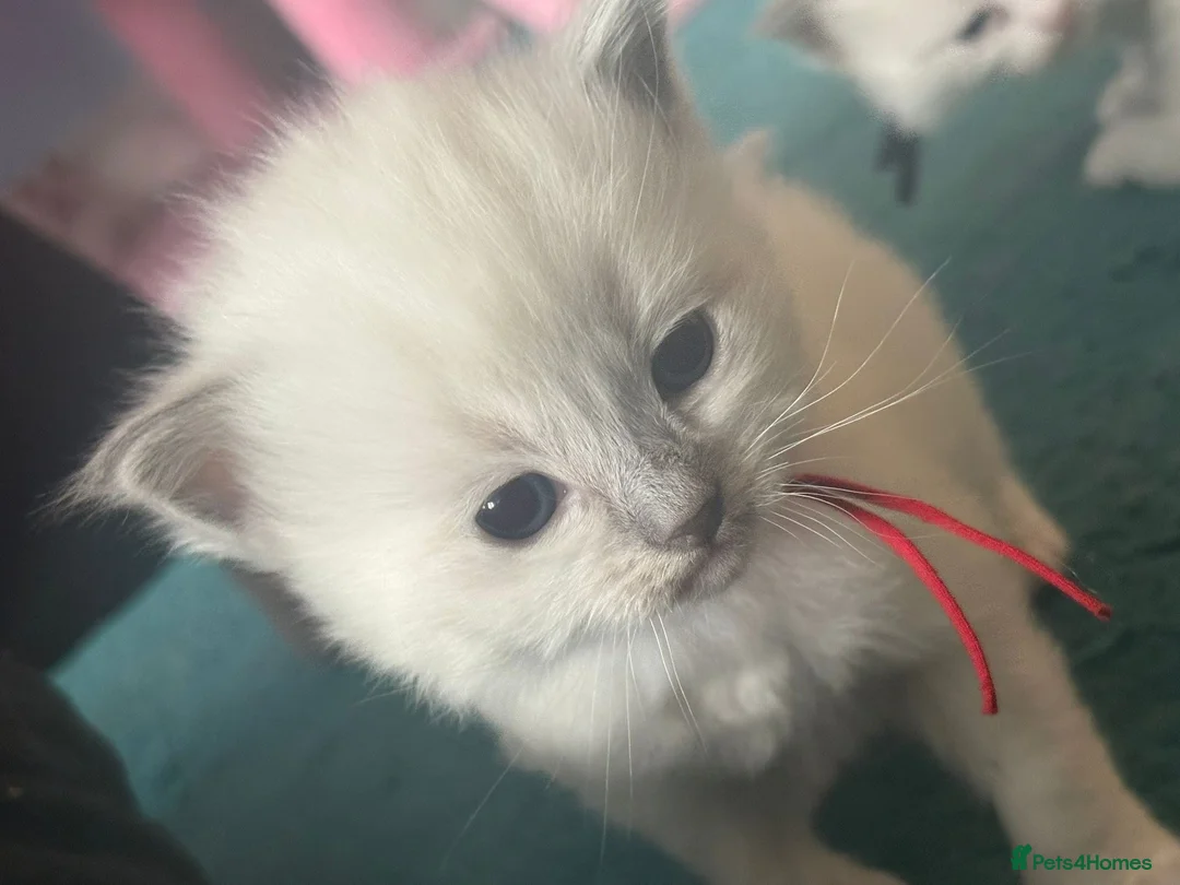 Ragdoll cats for sale: 5 beautiful ragdoll kittens for loving homes in Poole - Advert 16