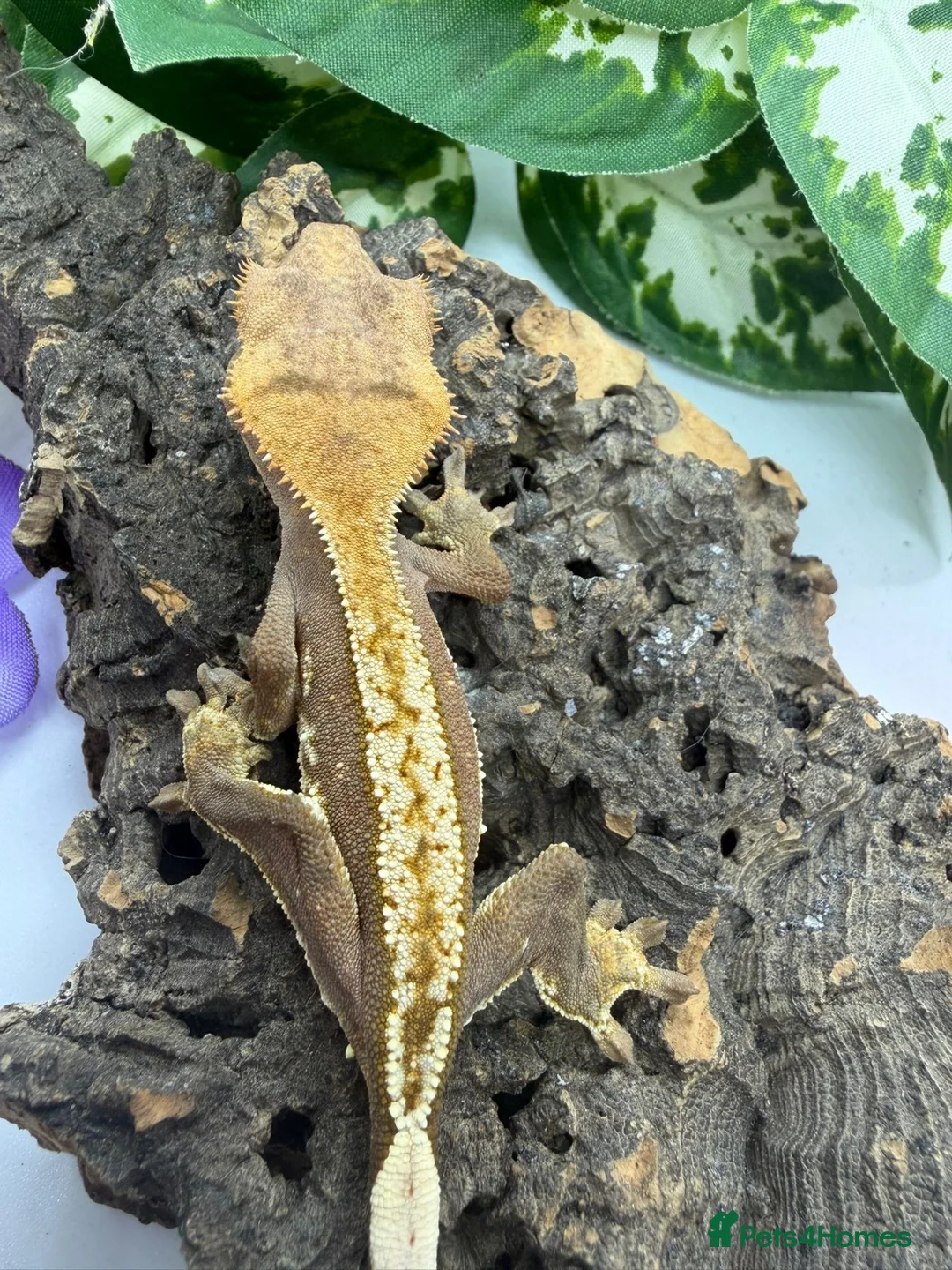 Gecko reptiles for sale: Crested gecko collection for sale  - Advert 17