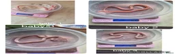 Corn Snake reptiles for sale: Baby corn snakes for sale  - Advert 2