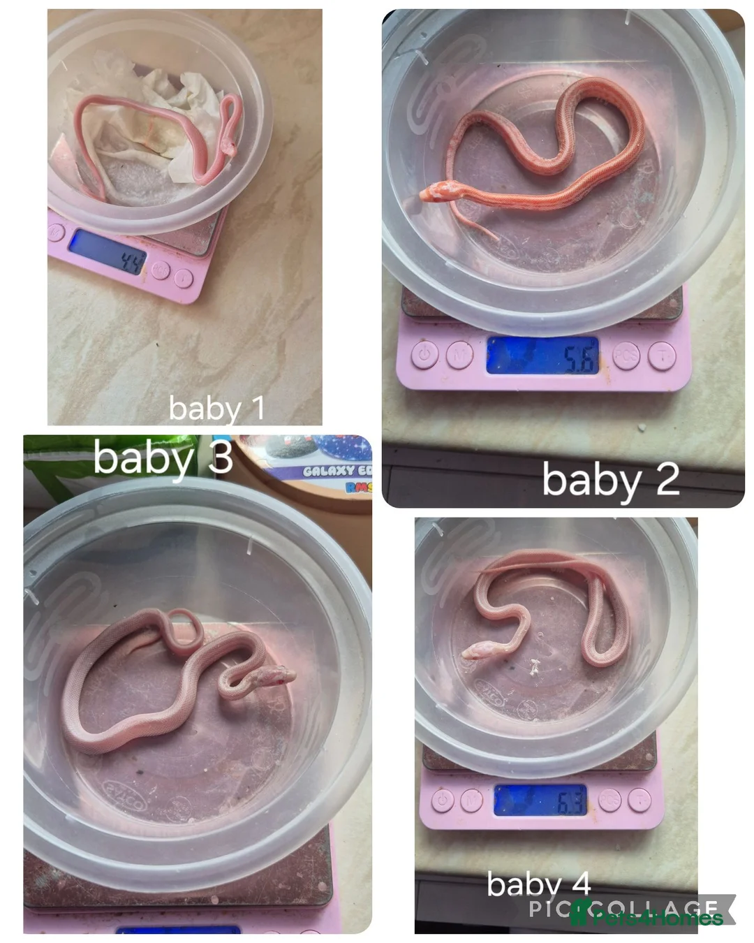 Corn Snake reptiles for sale: Baby corn snakes for sale  - Advert 2