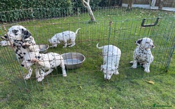 Dalmatian dogs for sale: Dalmation Puppies - Image 3
