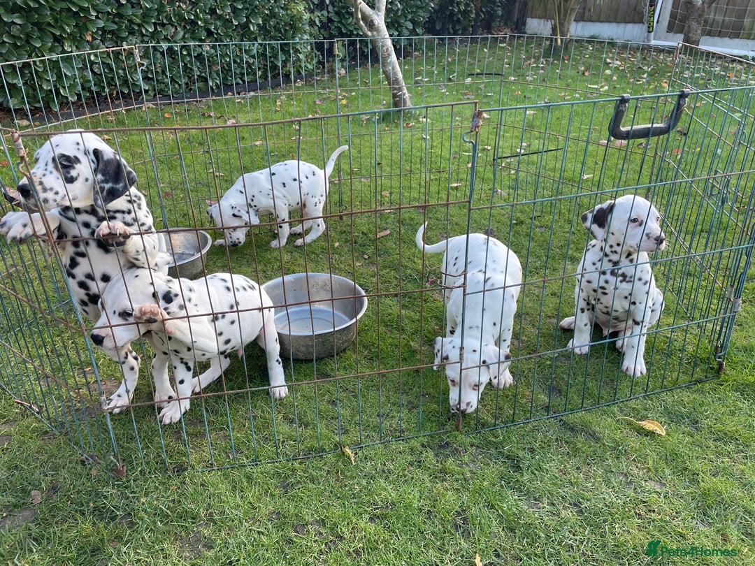 Dalmatian dogs for sale: Dalmation Puppies - Image 3