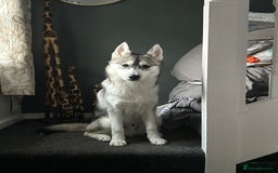 Mixed Breed dogs for sale: 9 month old husky x puppy for sale  - Image 1
