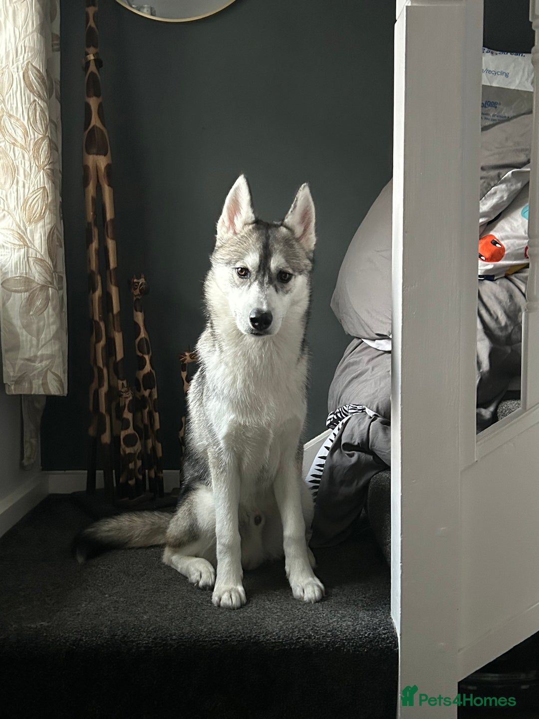 Mixed Breed dogs for sale: 9 month old husky x puppy for sale  - Image 1