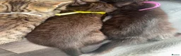 Mixed Breed cats for sale: British Mix Kittens 2 Boys 4 Girls - Advert 12