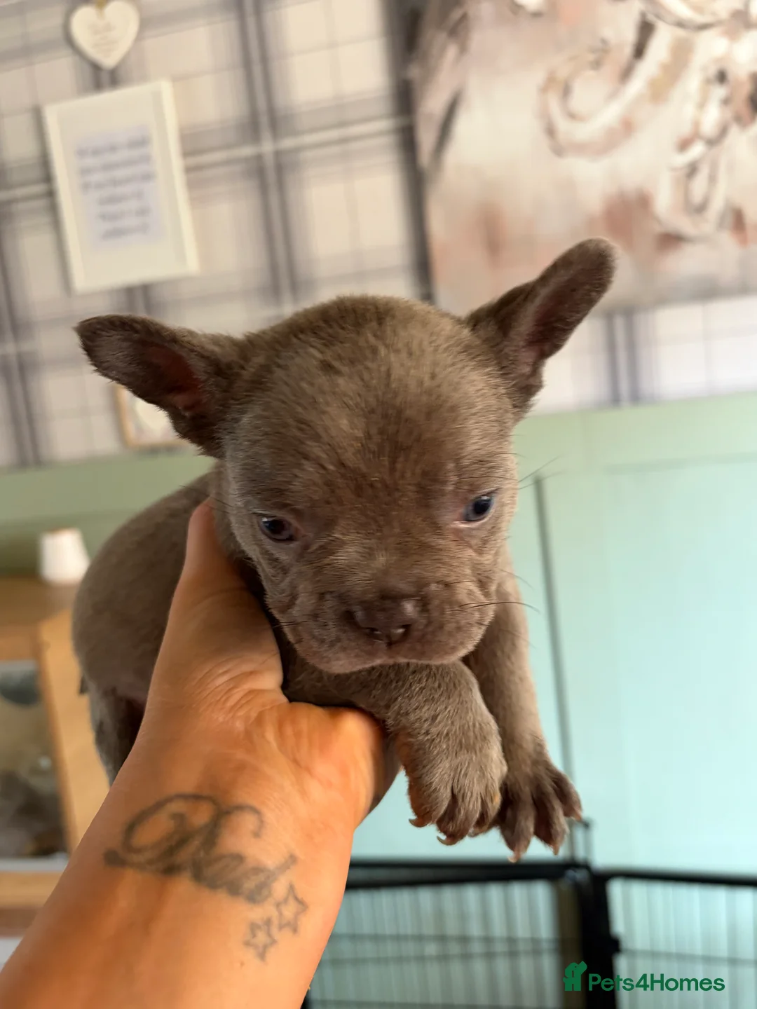 French Bulldog dogs for sale: Beautiful Frenchbulldog Puppies in Colwyn Bay - Advert 2