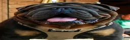 English Bulldog dogs for stud: PROVEN KC Blue & Tan Bulldog for Stud - Advert 4