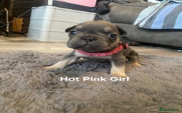 French Bulldog dogs for sale: Beautiful chunky Frenchies - Image 17