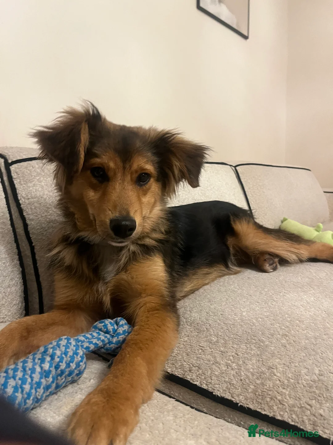 Mixed Breed dogs for sale: Male Puppy Mix Breed  - Advert 3