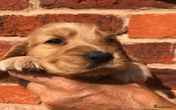 Cocker Spaniel dogs for sale: Pure beautiful show cocker spaniel puppies  - Image 3