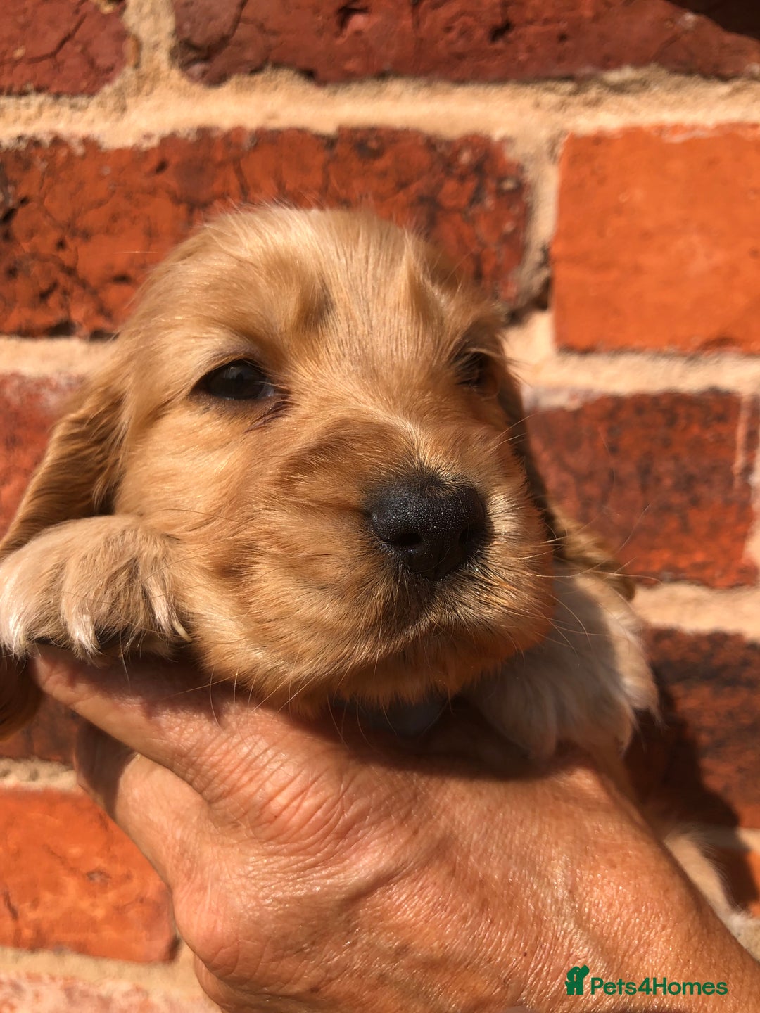 Cocker Spaniel dogs for sale: Pure beautiful show cocker spaniel puppies  - Image 3