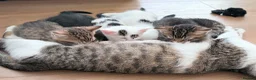 Mixed Breed cats for sale: 6 wonderful kittens  - Advert 17