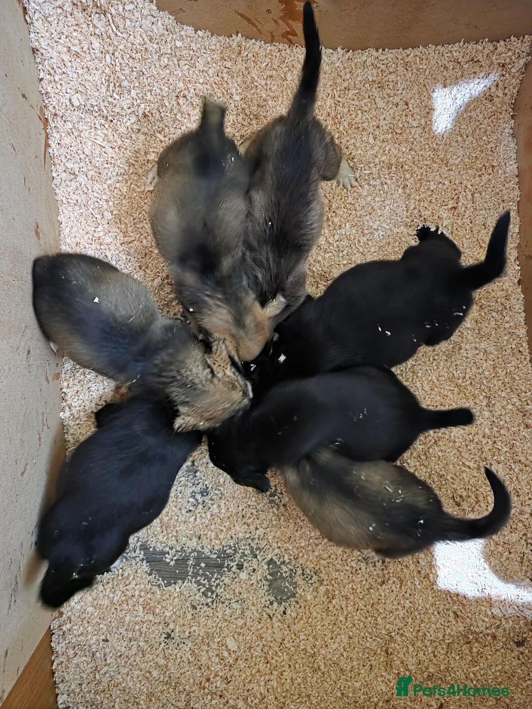 Labrador Retriever dogs for sale: Labrador Mix RedFoxLabrador-X-SibeH - Advert 3