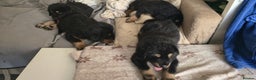 Tibetan Mastiff dogs for sale: Tibetan mastiff puppies  - Advert 11