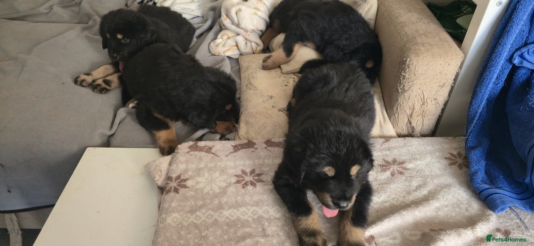 Tibetan Mastiff dogs for sale: Tibetan mastiff puppies  - Advert 11