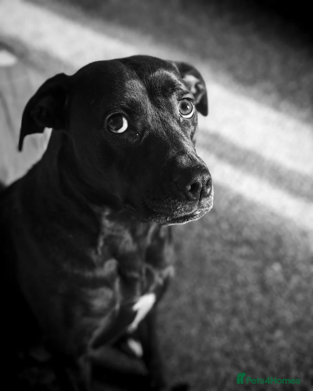 Mixed Breed dogs for sale: Luna looking for a new home in Blackpool - Advert 2