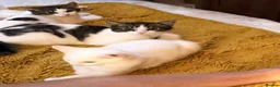 Mixed Breed cats for sale: 4 Maine Coon-Type Kittens. Polydactyl & Odd-Eyed - Advert 19