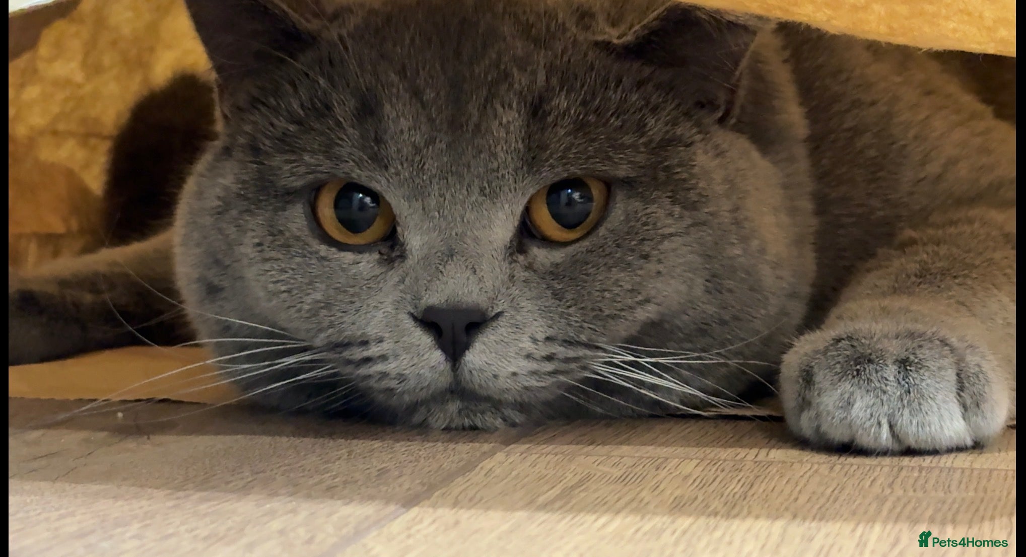 British Shorthair cats British Shorthair male –  stud available - Advert 1