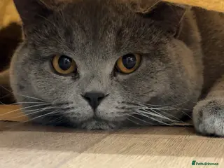 British Shorthair cats British Shorthair male – stud available - Advert 1