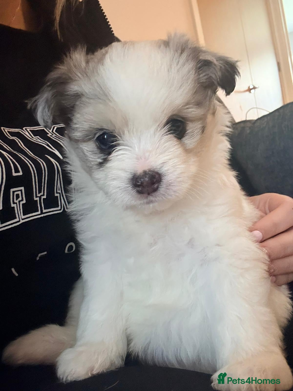 Maltipom dogs Maltipoms - Advert 1