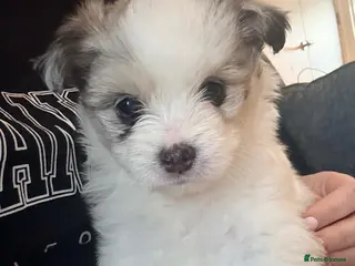 Maltipom dogs Maltipoms - Advert 12