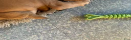 English Bulldog dogs for sale: British bulldogs  - Advert 6