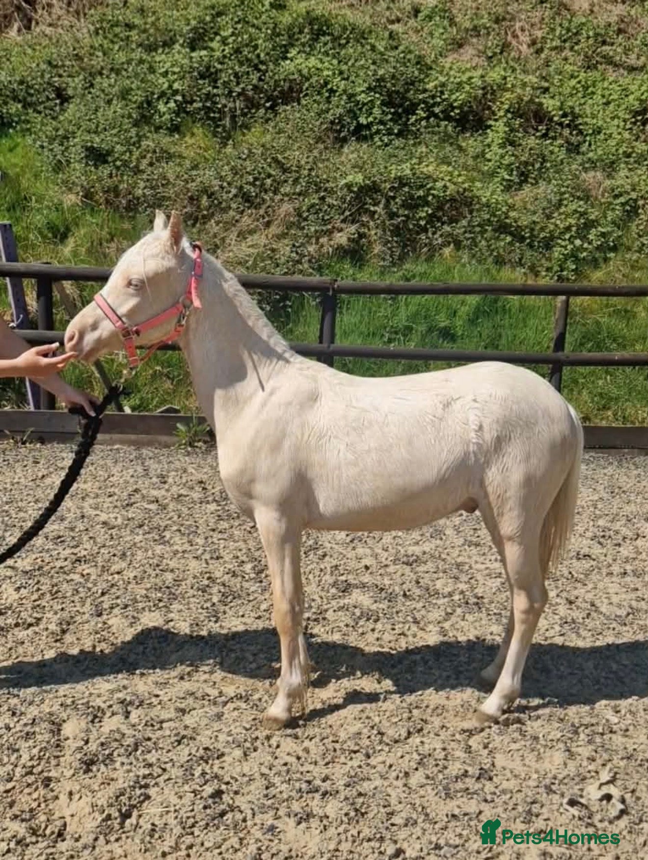 Welsh Section B horses Prince - A handsome boy looking for a family  - Advert 1