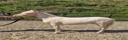 Welsh Section B horses for sale: Prince - A handsome boy looking for a family  - Advert 1