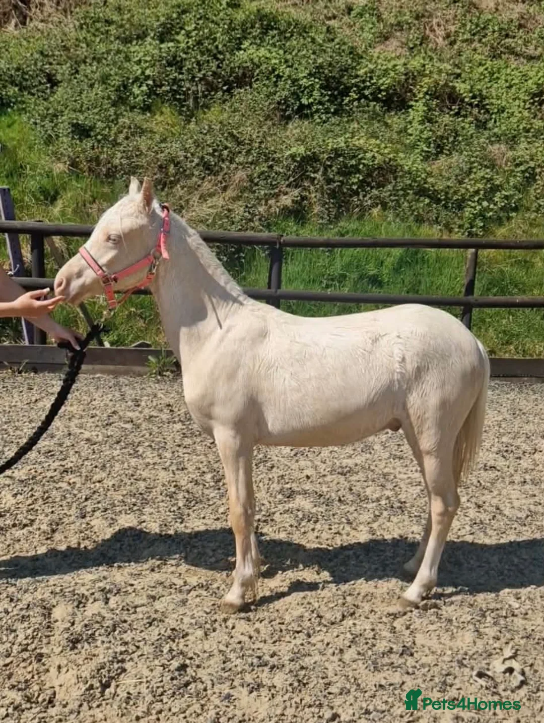 Welsh Section B horses for sale: Prince - A handsome boy looking for a family  - Advert 1