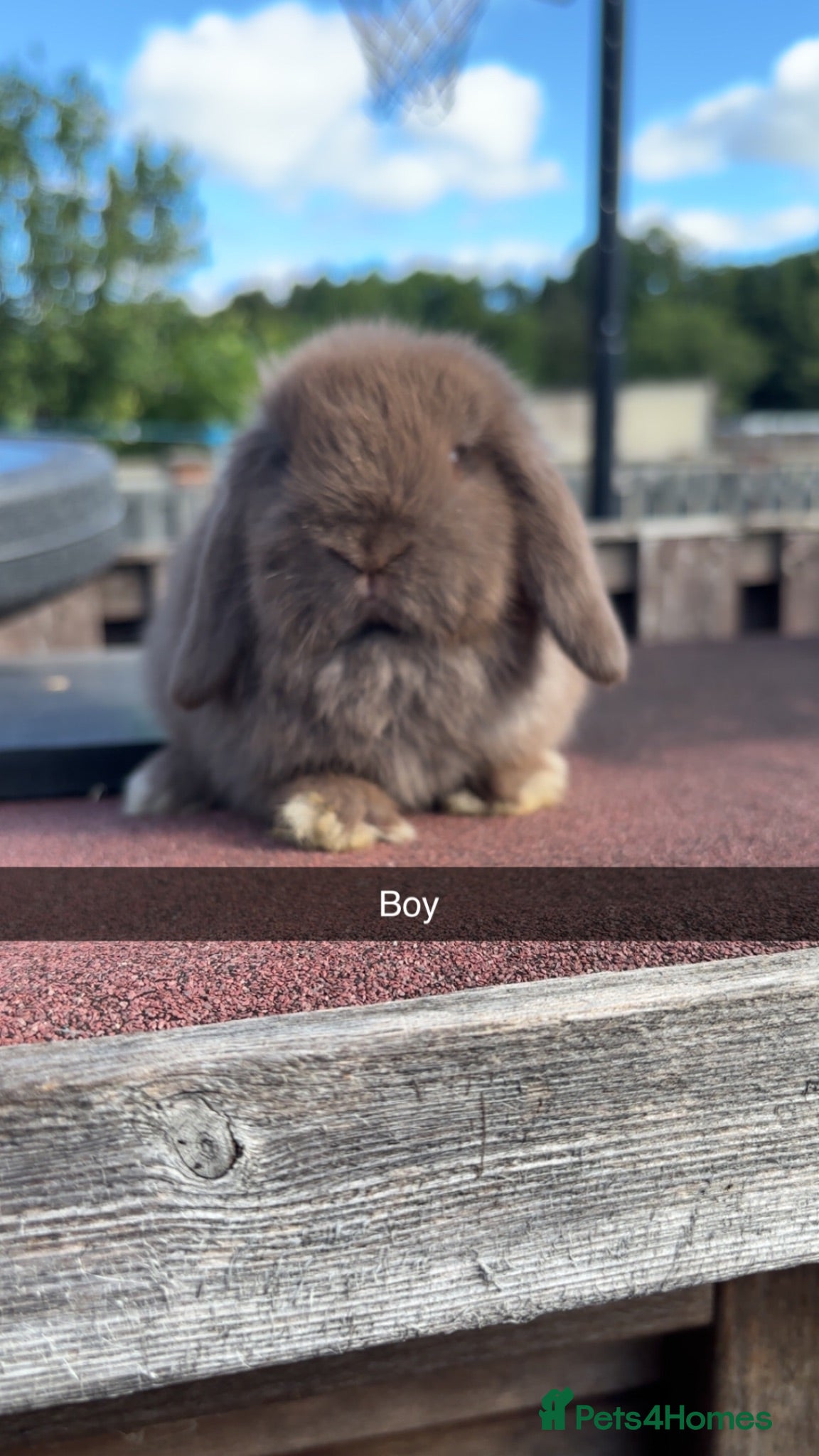 Mini Lop rabbits Mini Lop rabbits Ready to leave  - Advert 1