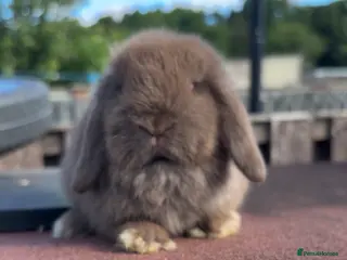 Mini Lop rabbits Mini Lop rabbits Ready to leave - Advert 1