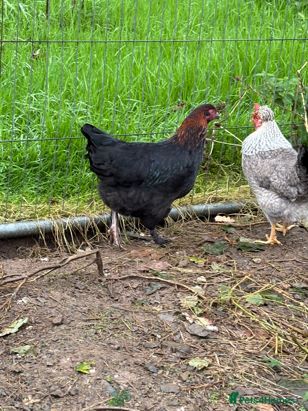 Chickens poultry for sale: Copper black marans pullets - Image 5