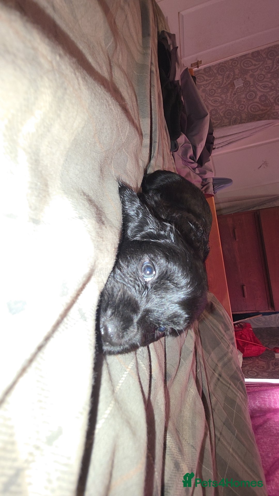 Cocker Spaniel dogs for sale: Cocker spaniel puppies - Advert 6