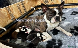 Boston Terrier dogs for sale: Beautiful Boston Terrier Puppies  - Image 1