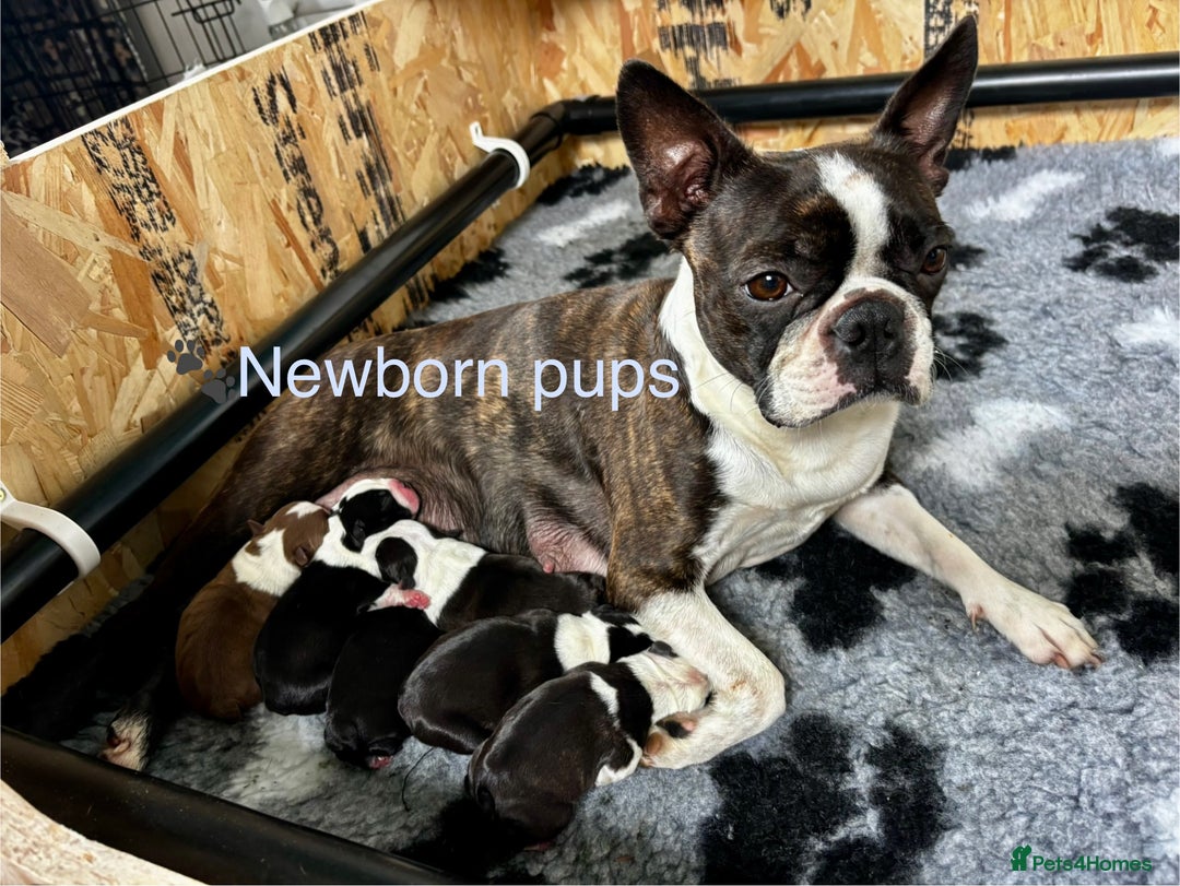 Boston Terrier dogs for sale: Beautiful Boston Terrier Puppies  - Image 1