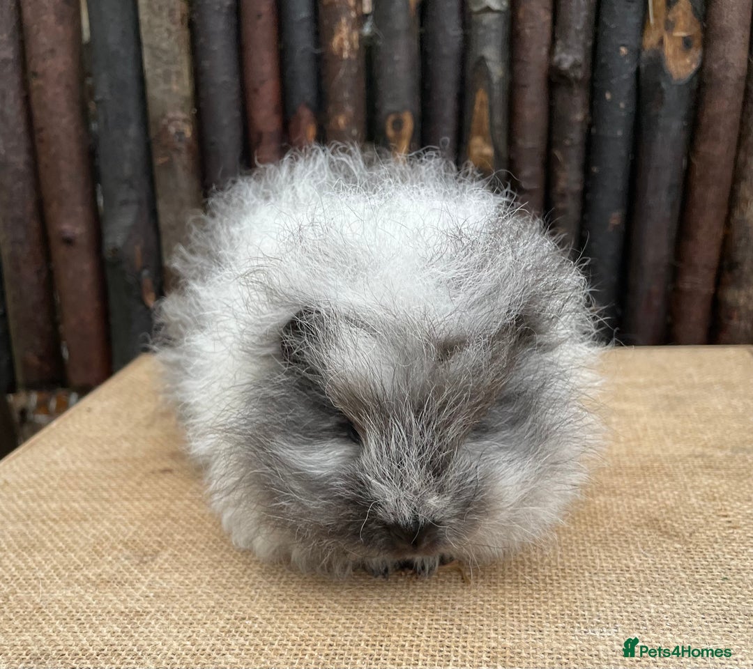 Guinea Pig rodents for sale: Beautiful baby Swiss sow - Advert 4