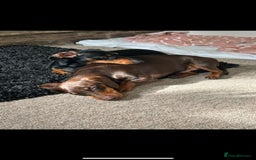 Mixed Breed dogs for sale: Yorkie x daxy puppies  - Image 4