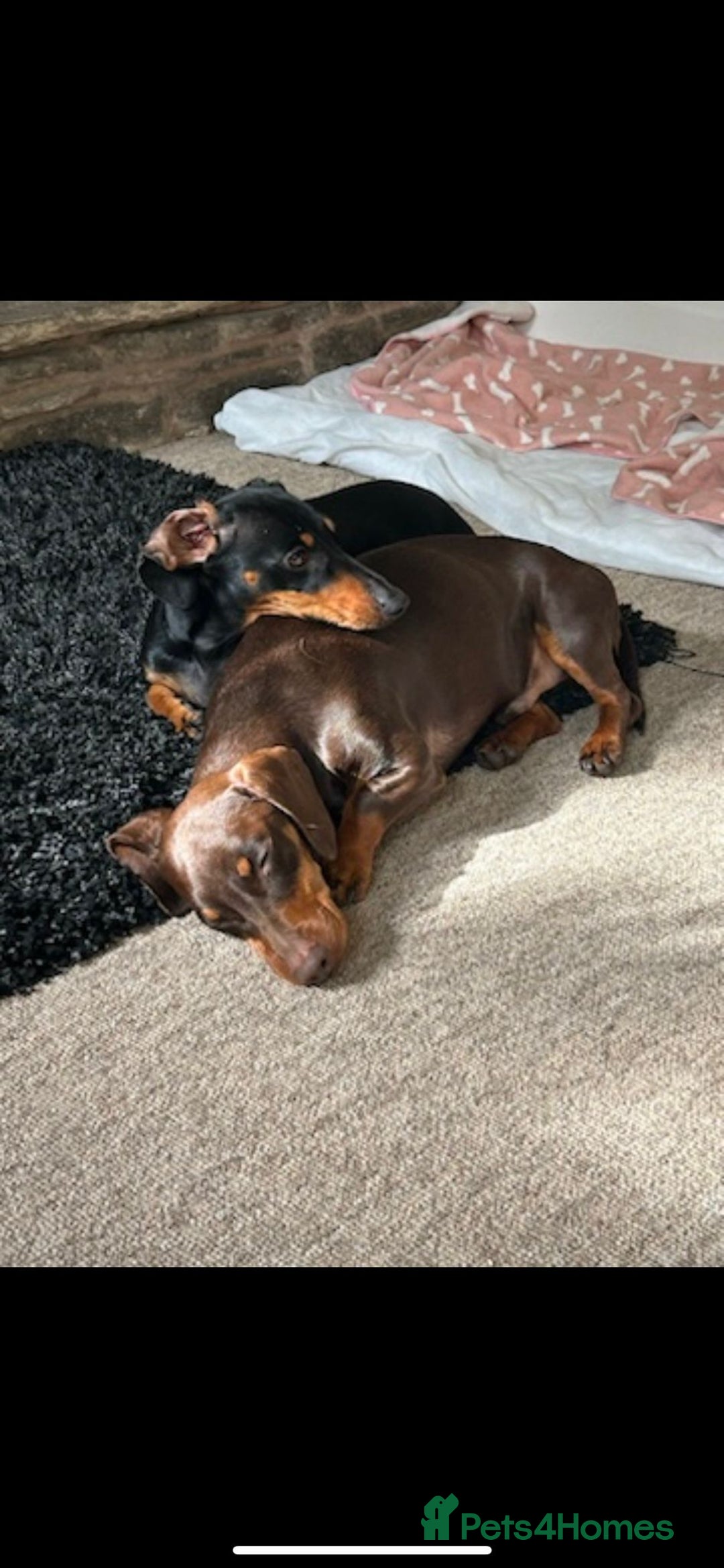 Mixed Breed dogs for sale: Yorkie x daxy puppies  - Image 4