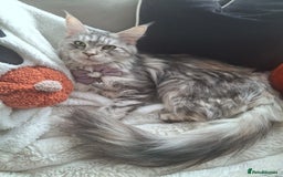 Maine Coon cats for sale: 💫Stunning Maine Coon Kittens 💫 - Image 6