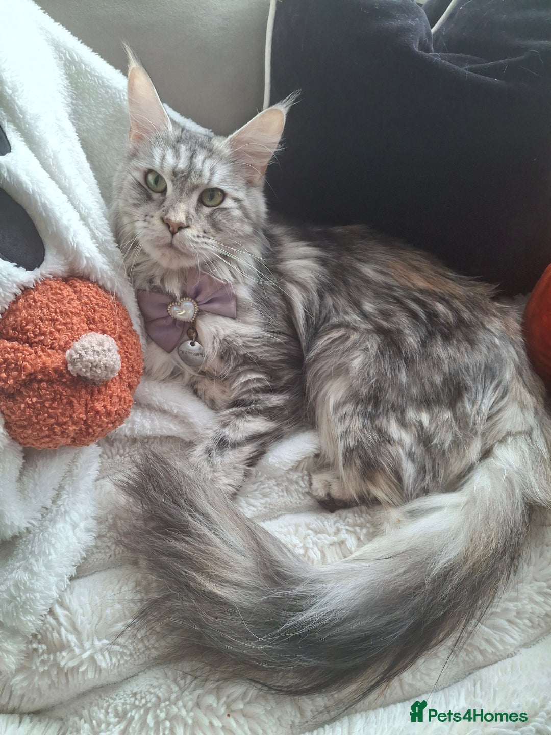 Maine Coon cats for sale: 💫Stunning Maine Coon Kittens 💫 - Image 6