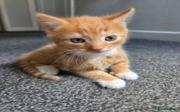 Mixed Breed cats for sale: Ginger male kitten - Image 3