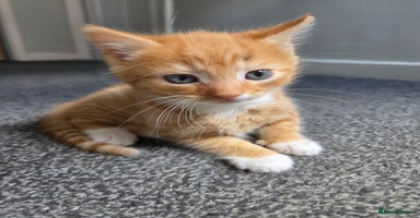 Mixed Breed cats - Advert 8