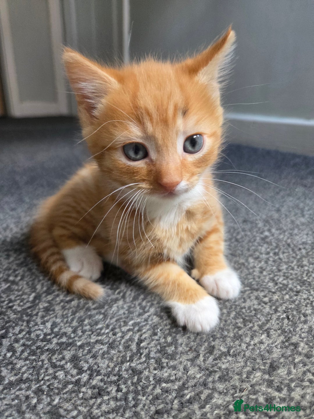 Mixed Breed cats for sale: Ginger male kitten - Image 3