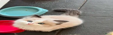 Ragdoll 1